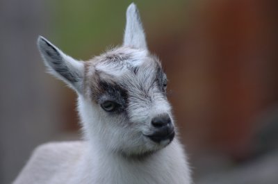 Goat