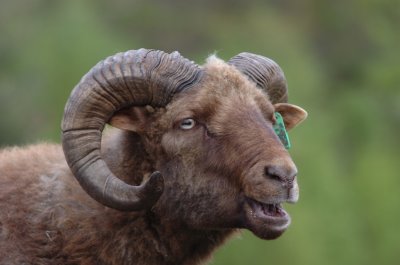 Ram