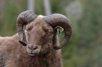Ram