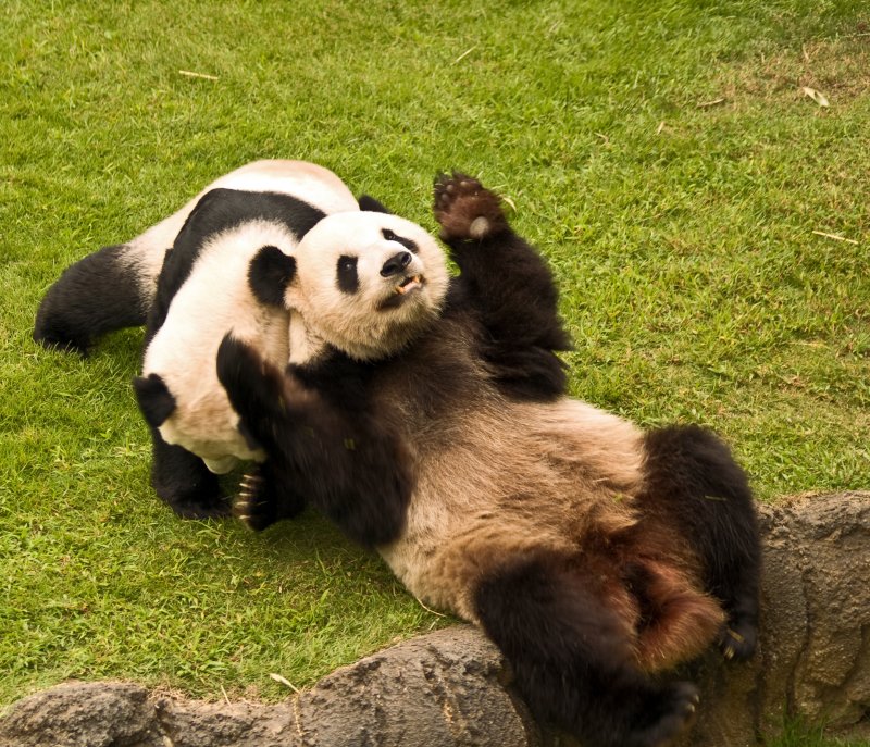 Pandas and other zoo shots