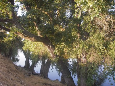 Cottonwoods on the bank. 20080928_TOSRD_052.jpg