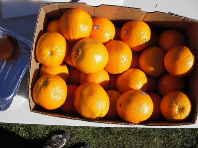 Oranges. 20090404_Cinderella_029.jpg