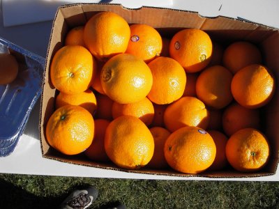 Oranges. 20090404_Cinderella_029.jpg