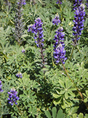 Blooming lupines. 20090404_Cinderella_095_2.jpg