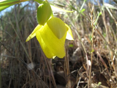 Calochortus amabilis, Golden fairy lantern. 101