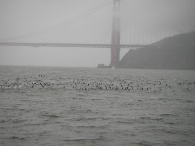 Gazillion cormorants