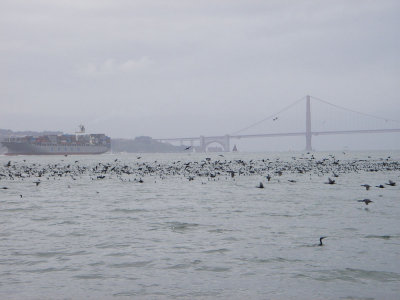 Cormorants and containers