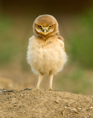 owls