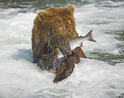 katmai_brown_bears_2009