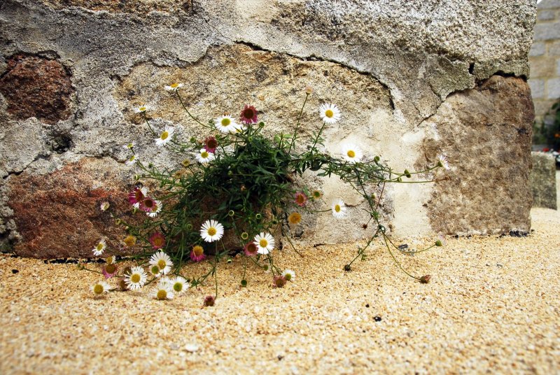 daisies growing in a wall