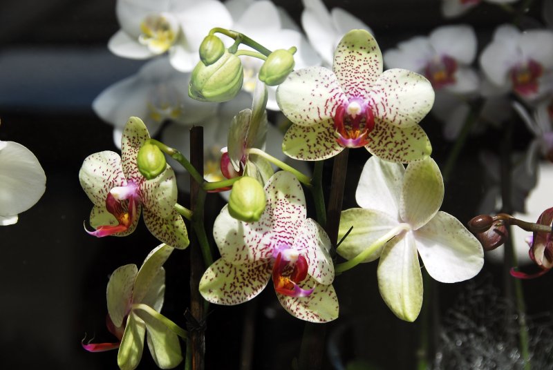 Combrit France, orchid in a flower  shop window