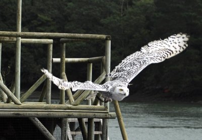 snow owl