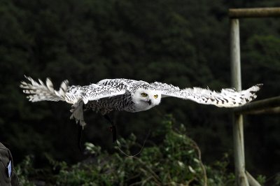snow owl