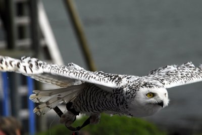snow owl