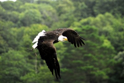 North American bald eagle