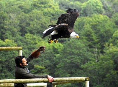 North American bald eagle