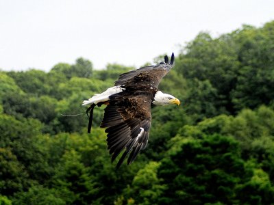 North American bald eagle