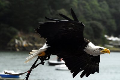 North American bald eagle