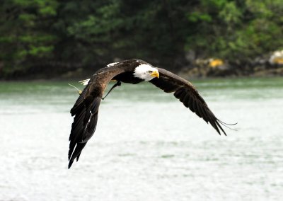 North American bald eagle