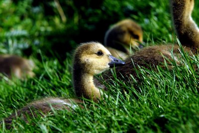 Canadian geese