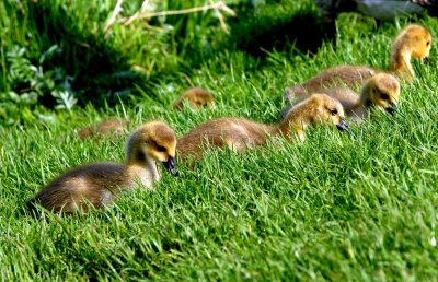 Canadian geese