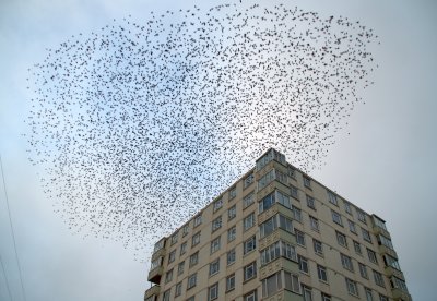 starlings nothing but Stalin's