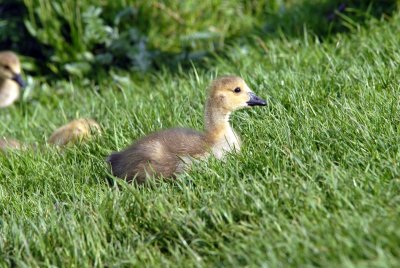 Young Canadian Geese
