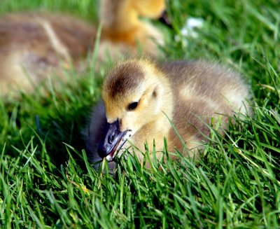 Young Canadian Geese