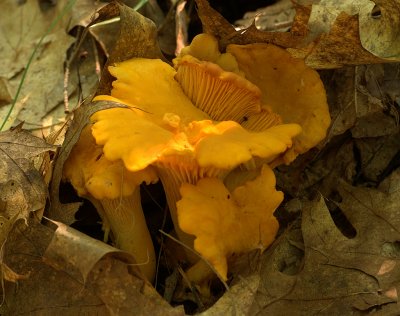 Mushrooms and Fungi