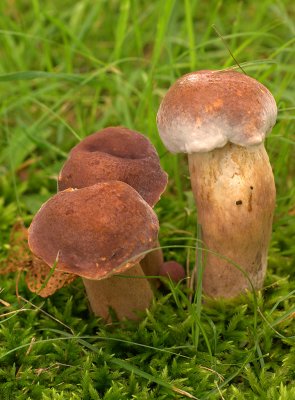 g1/87/808087/3/106237143.nnXlba3Q.jpg