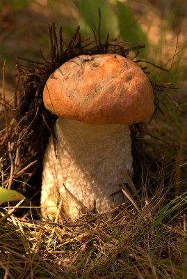 g1/87/808087/3/106237147.BX3oppJ6.jpg