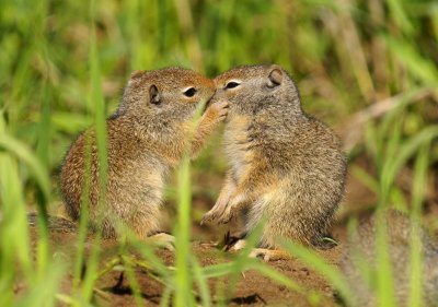 Wildlife