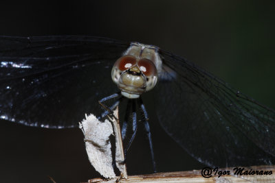 Sympetrum striolatum - Common Darter