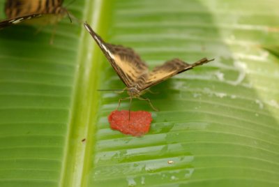 Butterflies in Asia