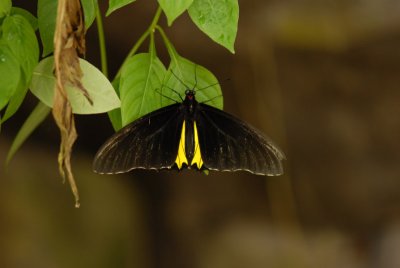 Butterflies in Asia