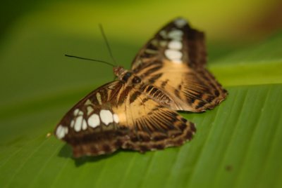 Butterflies in Asia