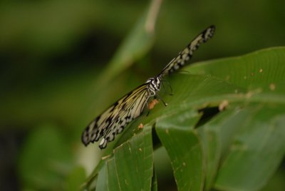 Butterflies in Asia