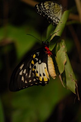 Butterflies in Asia