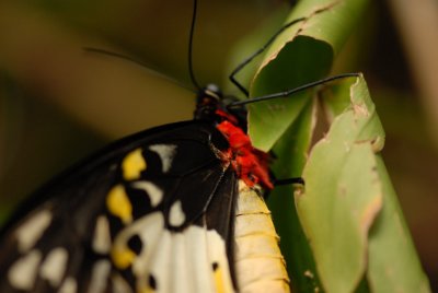Butterflies in Asia