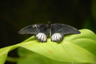 Butterflies in Asia