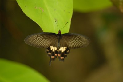 Butterflies in Asia