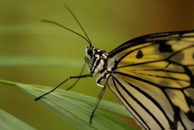 Butterflies in Asia
