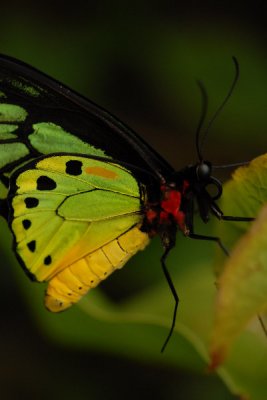 Butterflies in Asia