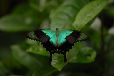 Butterflies in Asia