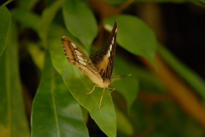 Butterflies in Asia