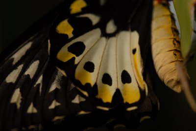 Butterflies in Asia