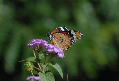 Butterflies in Asia
