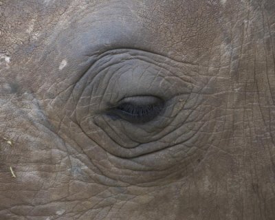 Square-lipped Rhino