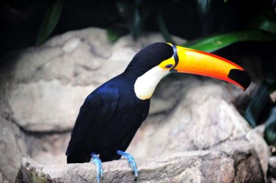 Birds