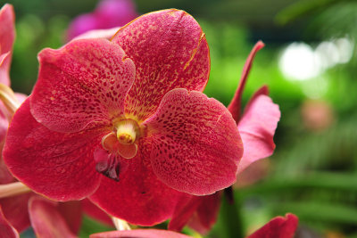 Orchids - Celebration of Colors